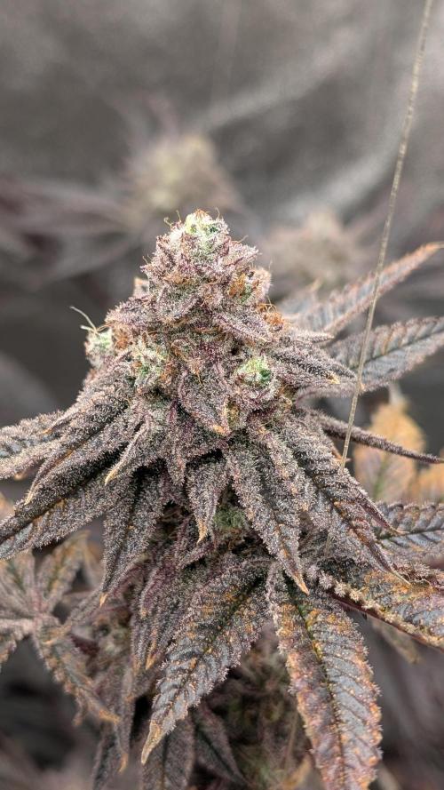 Blueberry Spider (Clones Run). Week 13