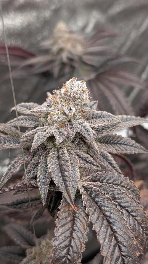 Blueberry Spider (Clones Run). Week 13
