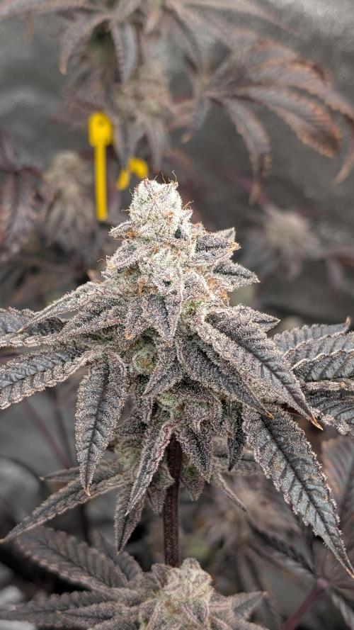Blueberry Spider (Clones Run). Week 13