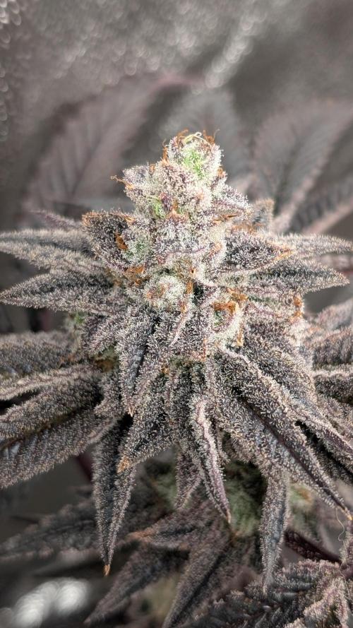 Blueberry Spider (Clones Run). Week 13