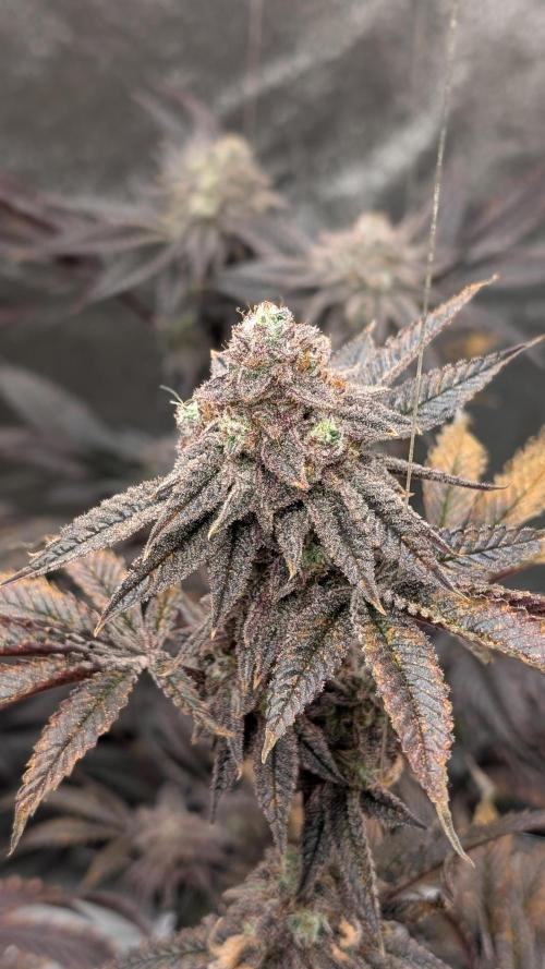 Blueberry Spider (Clones Run). Week 13