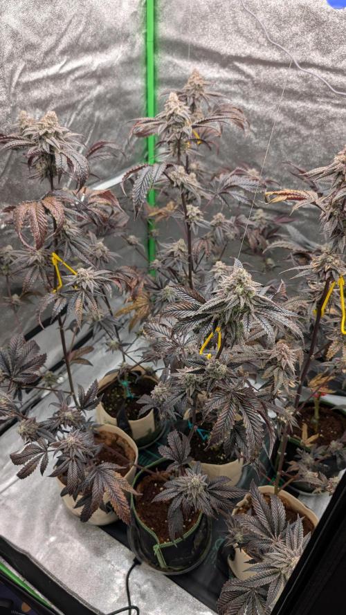 Blueberry Spider (Clones Run). Week 13