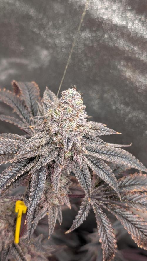 Blueberry Spider (Clones Run). Week 14
