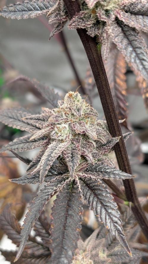 Blueberry Spider (Clones Run). Week 14