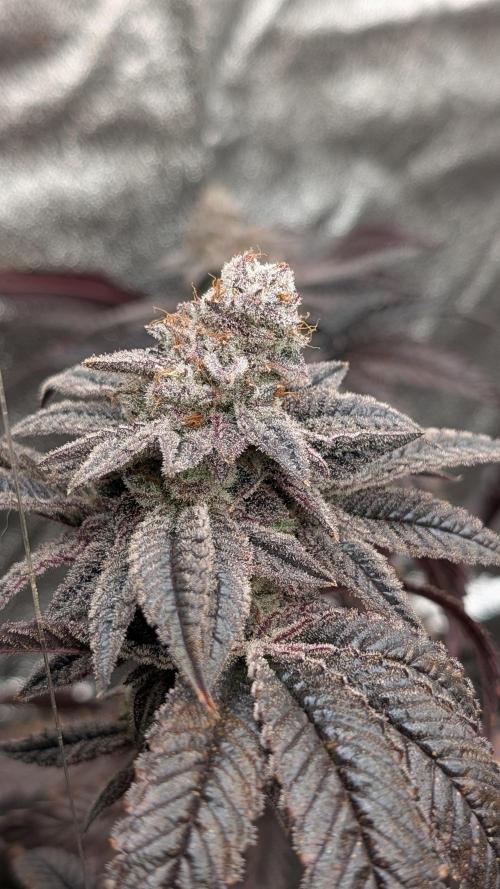 Blueberry Spider (Clones Run). Week 14