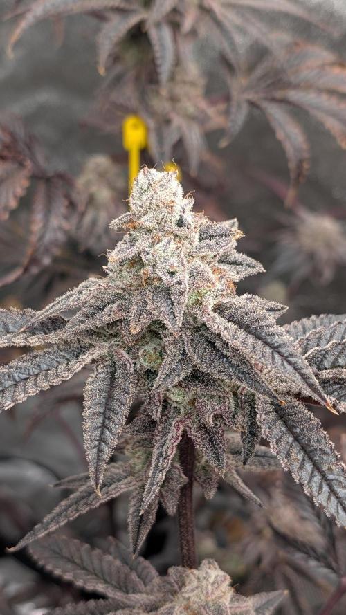 Blueberry Spider (Clones Run). Week 14