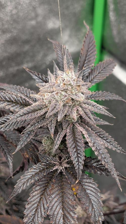 Blueberry Spider (Clones Run). Week 14