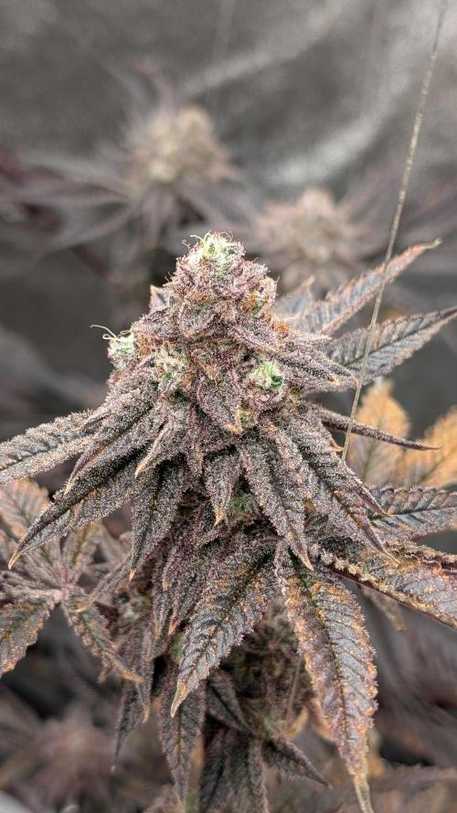 Blueberry Spider (Clones Run). Week 14