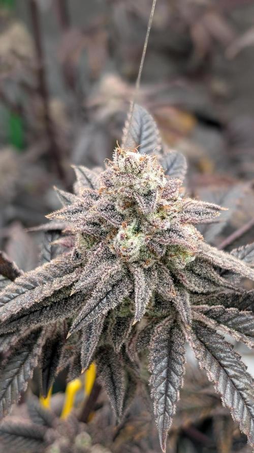 Blueberry Spider (Clones Run). Week 14