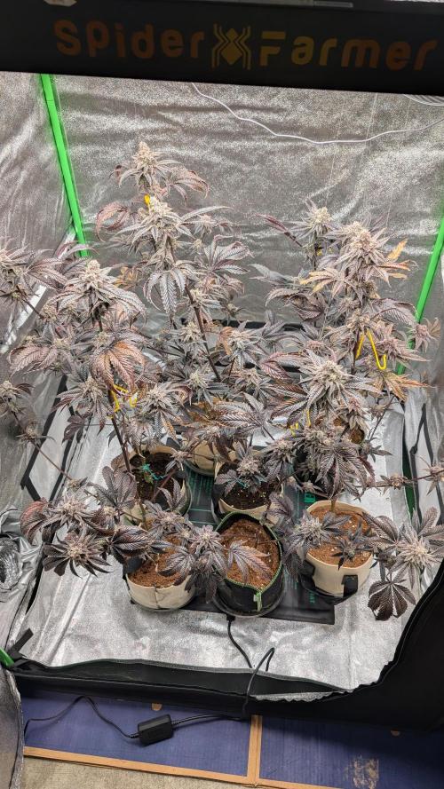 Blueberry Spider (Clones Run). Week 14