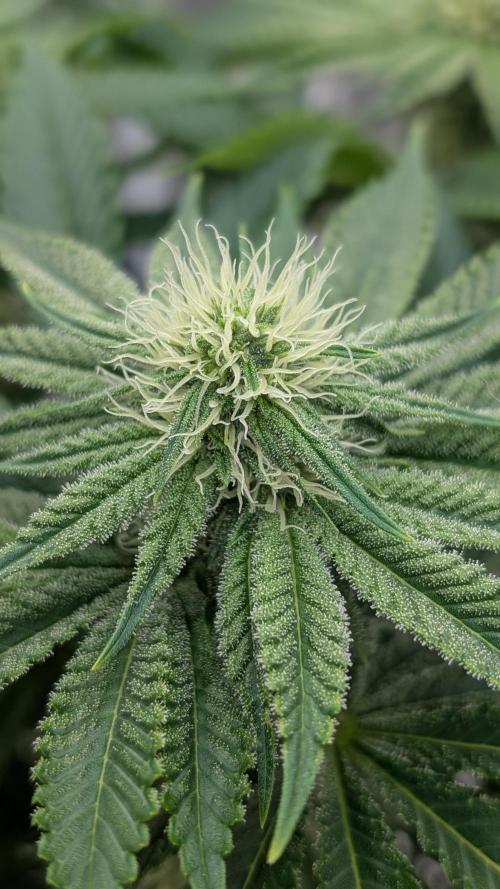 Autopot Discord Grow Along. Week 9