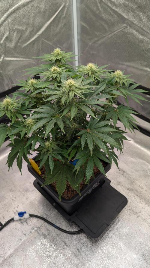 Autopot Discord Grow Along. Week 9