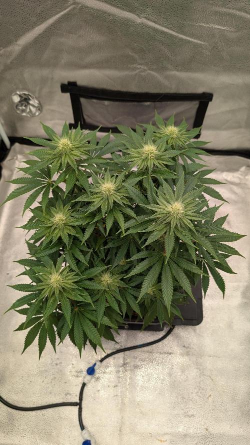 Autopot Discord Grow Along. Week 9