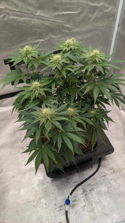 Autopot Discord Grow Along. Week 9