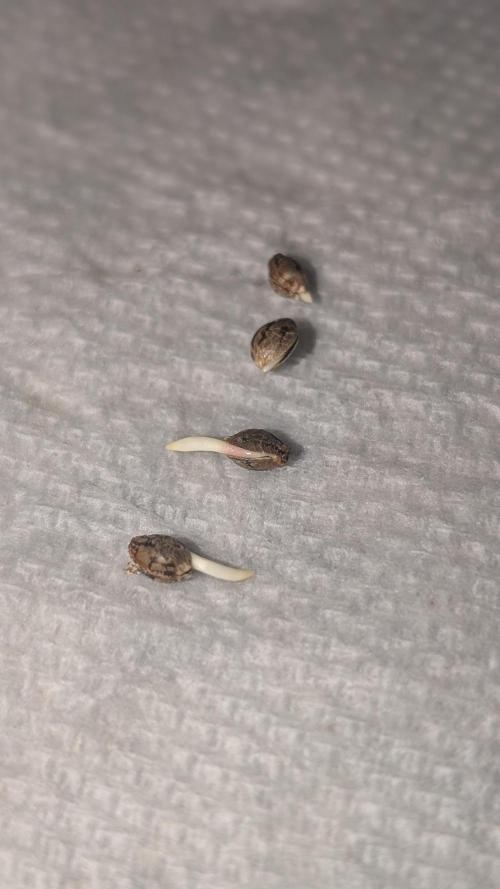 Rotten Berries. Week 0