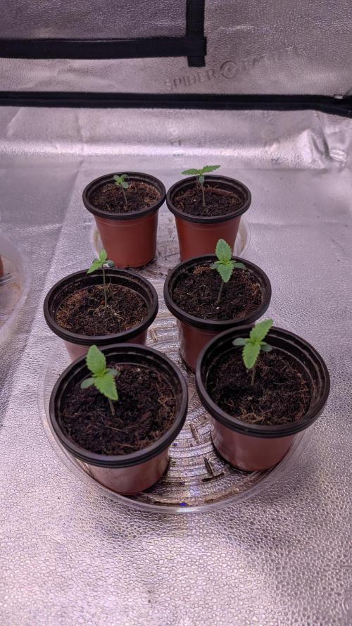 Tahoe OG Kush - 12/12 Reg Grow. Week 1