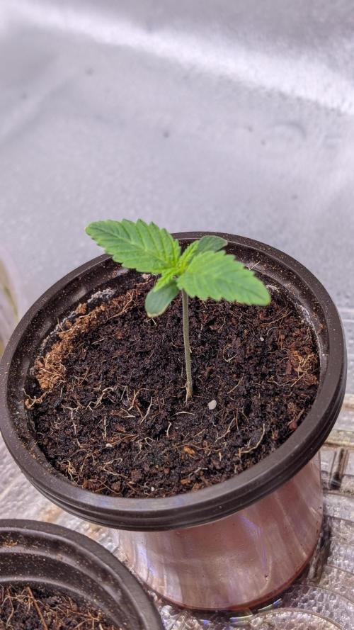 Tahoe OG Kush - 12/12 Reg Grow. Week 1
