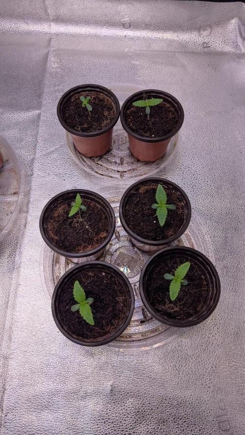 Tahoe OG Kush - 12/12 Reg Grow. Week 1