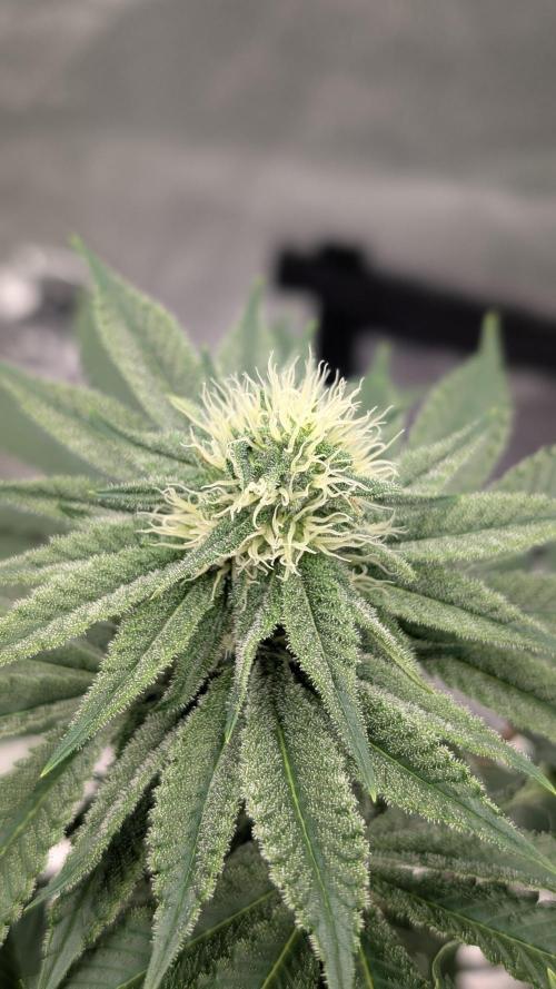 Autopot Discord Grow Along. Week 10