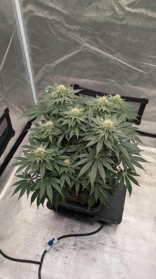 Autopot Discord Grow Along. Week 10