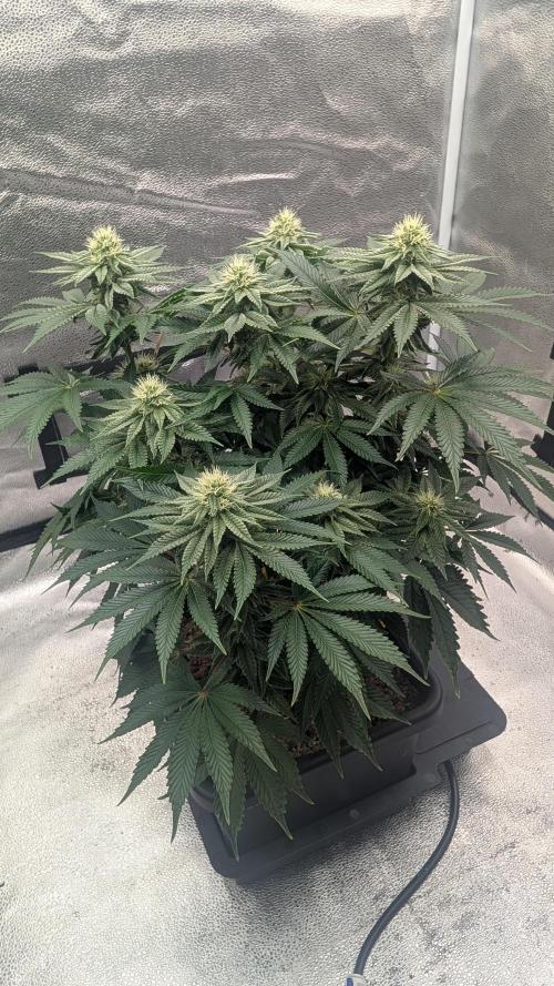Autopot Discord Grow Along. Week 10