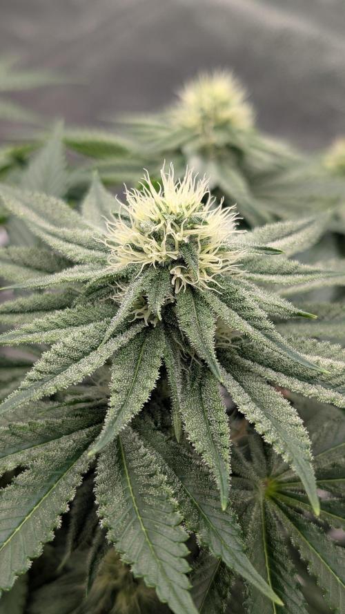 Autopot Discord Grow Along. Week 10