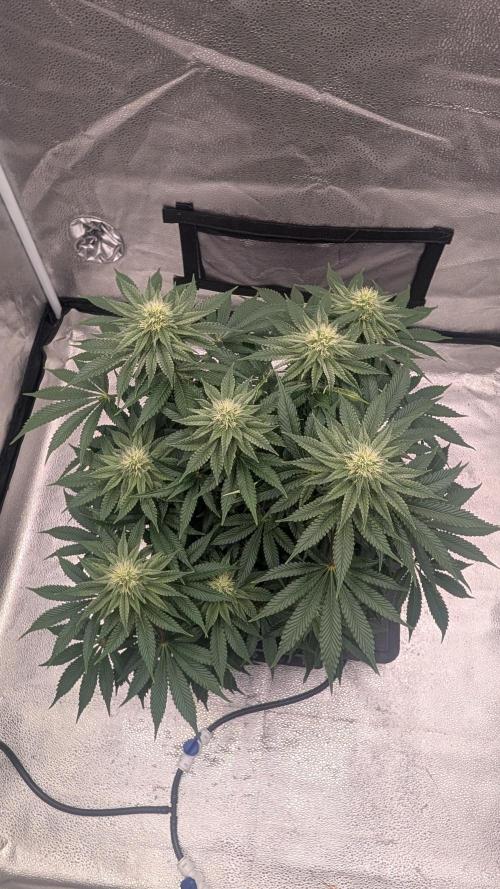 Autopot Discord Grow Along. Week 10