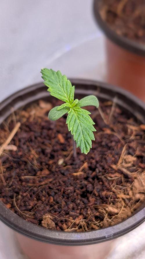 Rotten Berries. Week 1