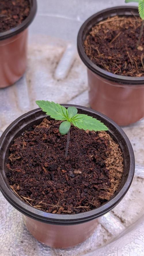 Rotten Berries. Week 1