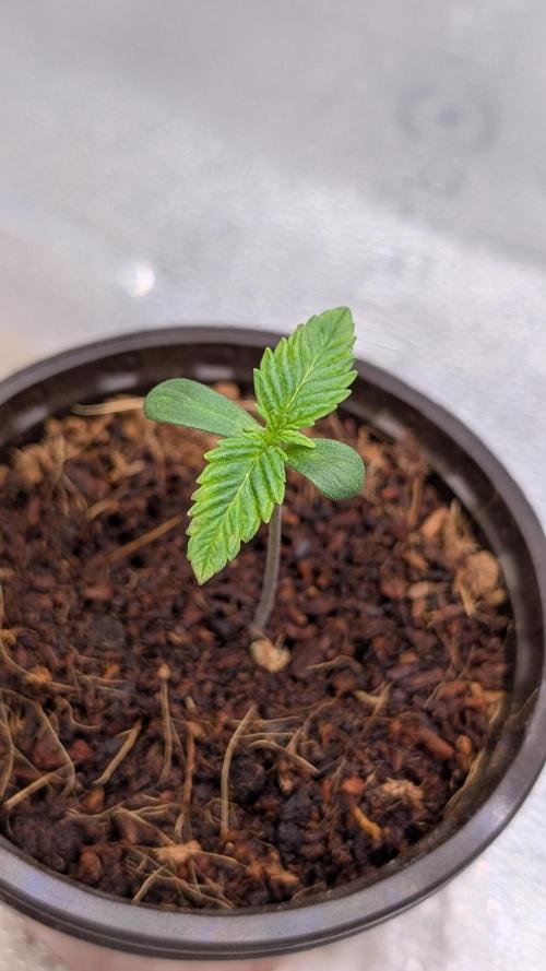 Rotten Berries. Week 1