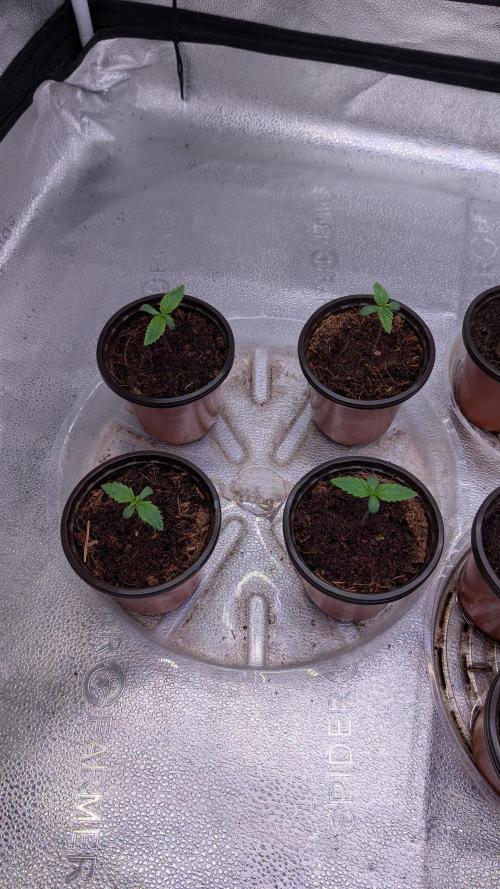 Rotten Berries. Week 1