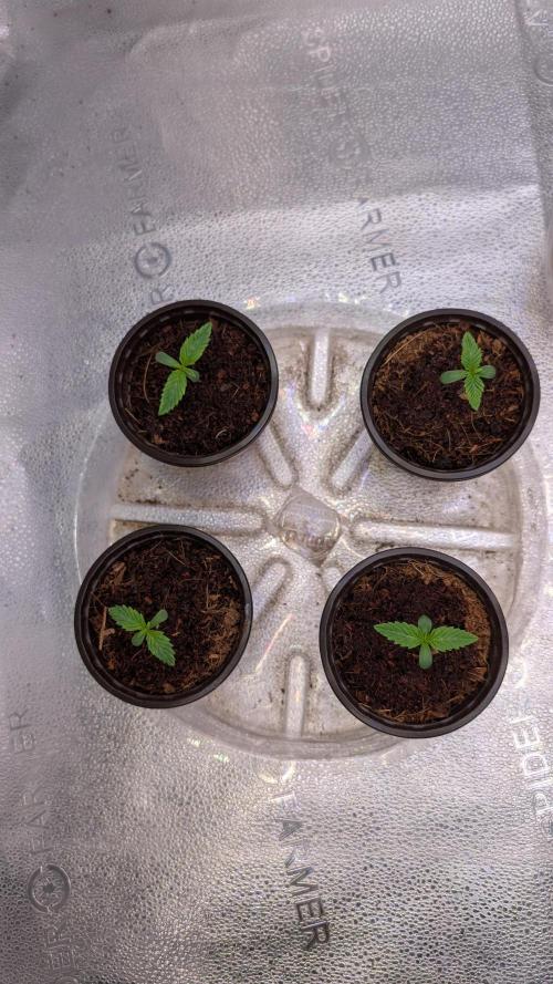 Rotten Berries. Week 1