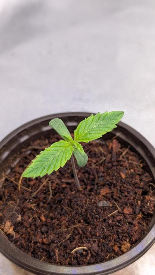 Rotten Berries. Week 1