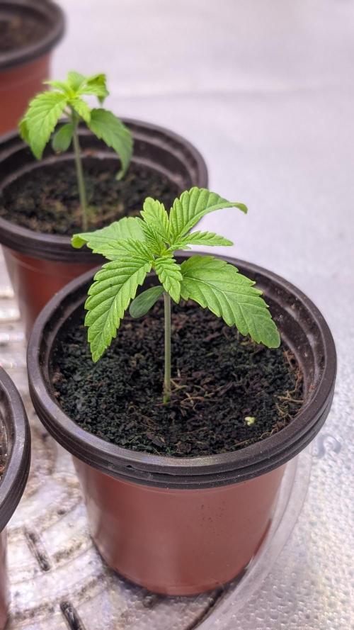 Tahoe OG Kush - 12/12 Reg Grow. Week 2