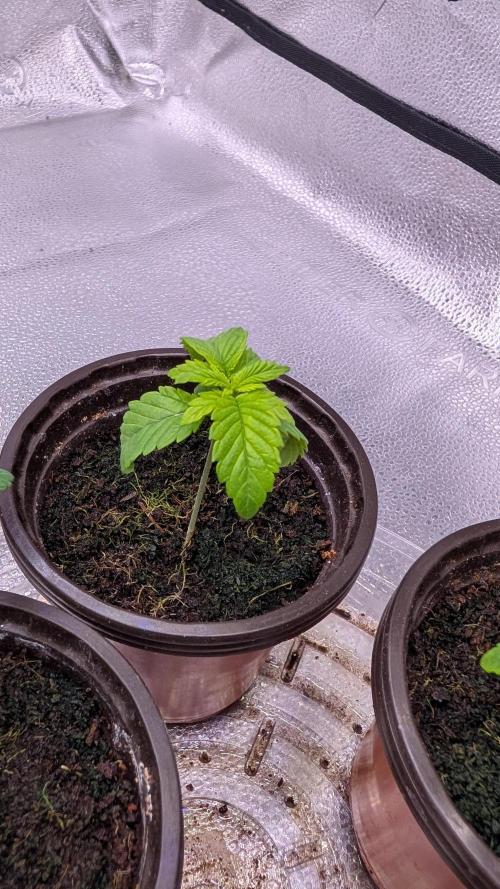 Tahoe OG Kush - 12/12 Reg Grow. Week 2