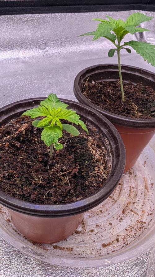 Tahoe OG Kush - 12/12 Reg Grow. Week 2