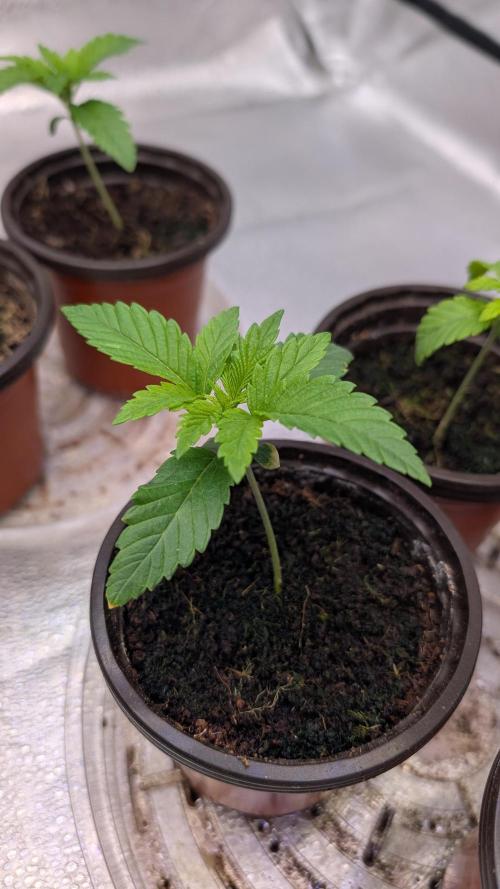 Tahoe OG Kush - 12/12 Reg Grow. Week 2