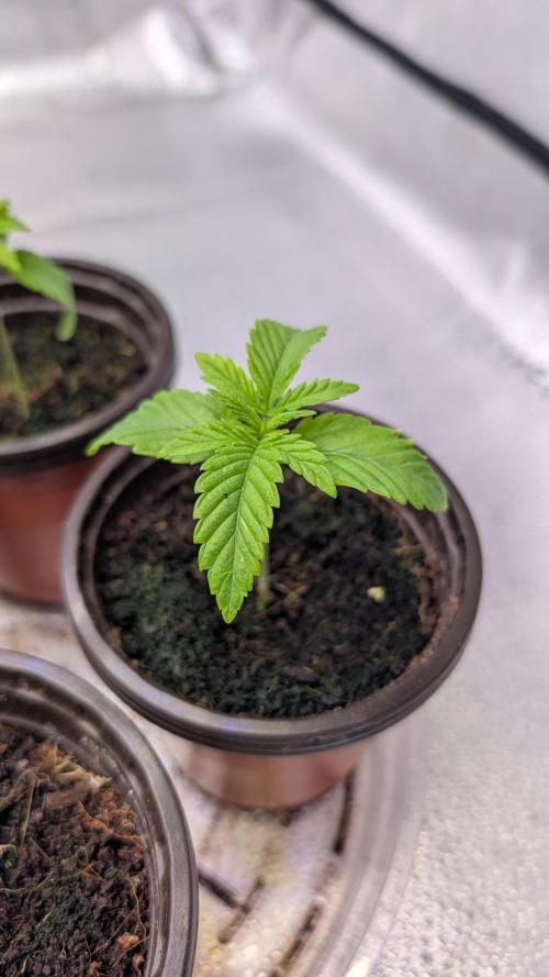 Tahoe OG Kush - 12/12 Reg Grow. Week 2