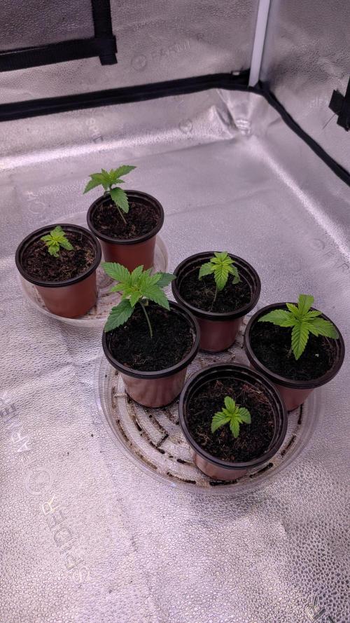 Tahoe OG Kush - 12/12 Reg Grow. Week 2
