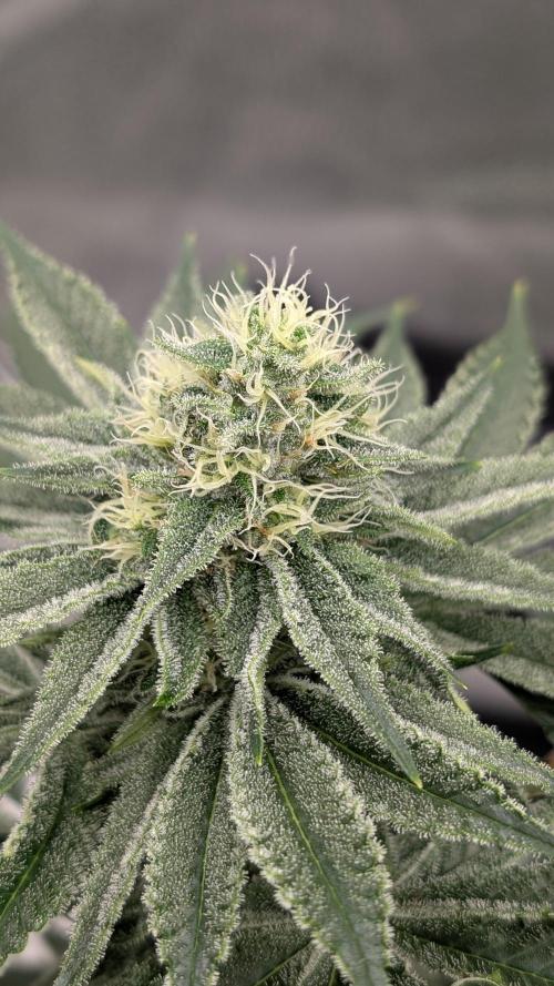 Autopot Discord Grow Along. Week 11