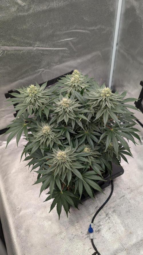 Autopot Discord Grow Along. Week 11