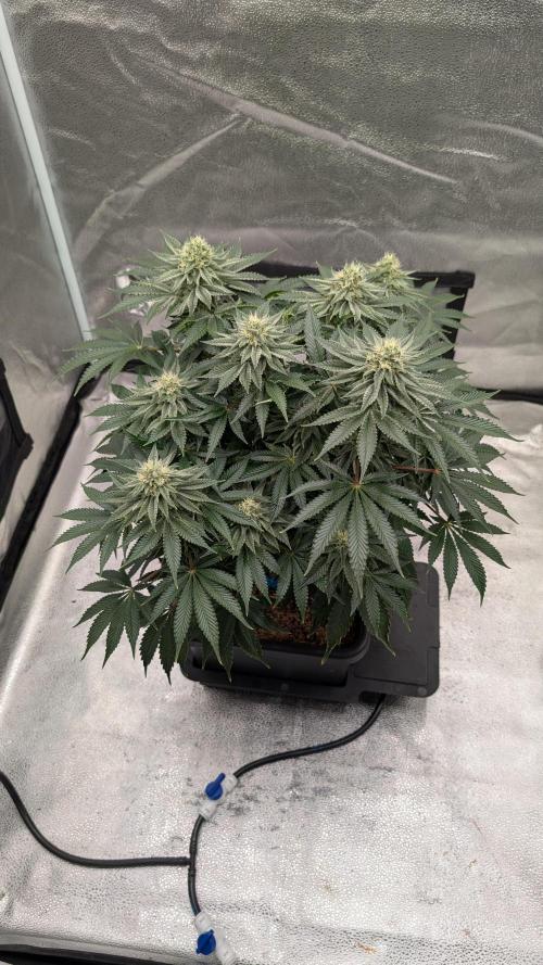 Autopot Discord Grow Along. Week 11