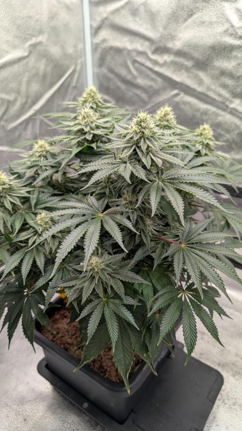 Autopot Discord Grow Along. Week 11