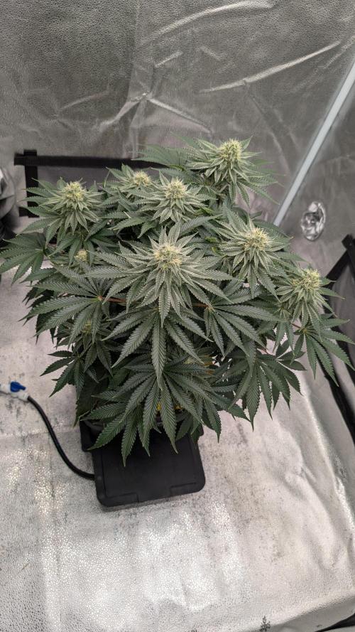 Autopot Discord Grow Along. Week 11