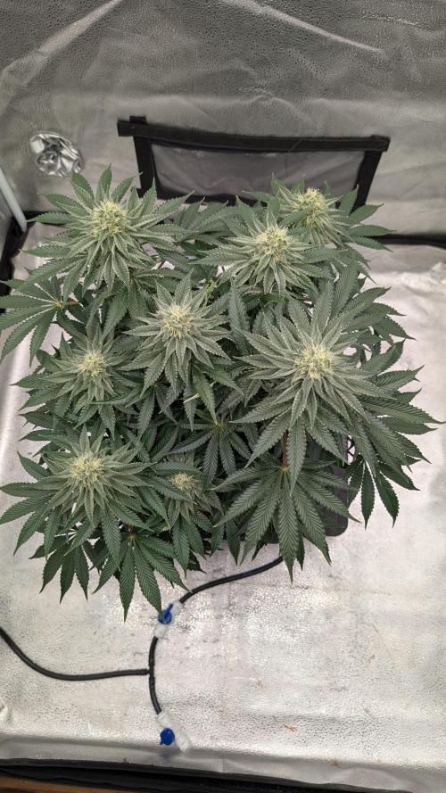 Autopot Discord Grow Along. Week 11