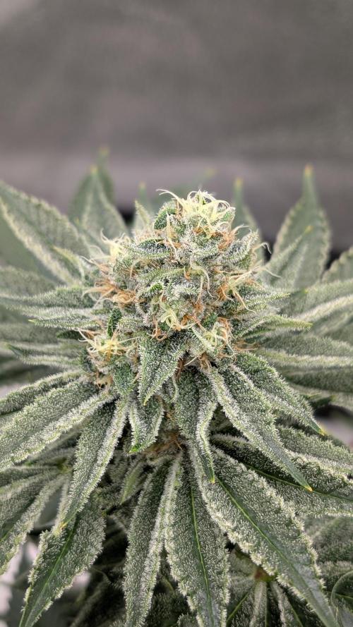 Autopot Discord Grow Along. Week 12