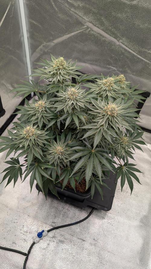 Autopot Discord Grow Along. Week 12
