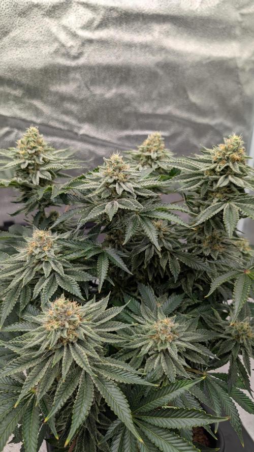 Autopot Discord Grow Along. Week 12