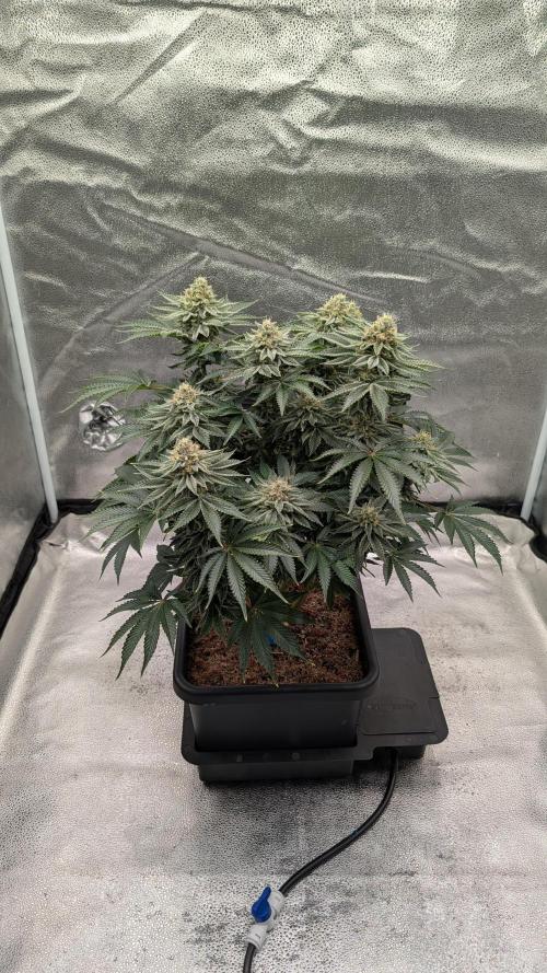 Autopot Discord Grow Along. Week 12
