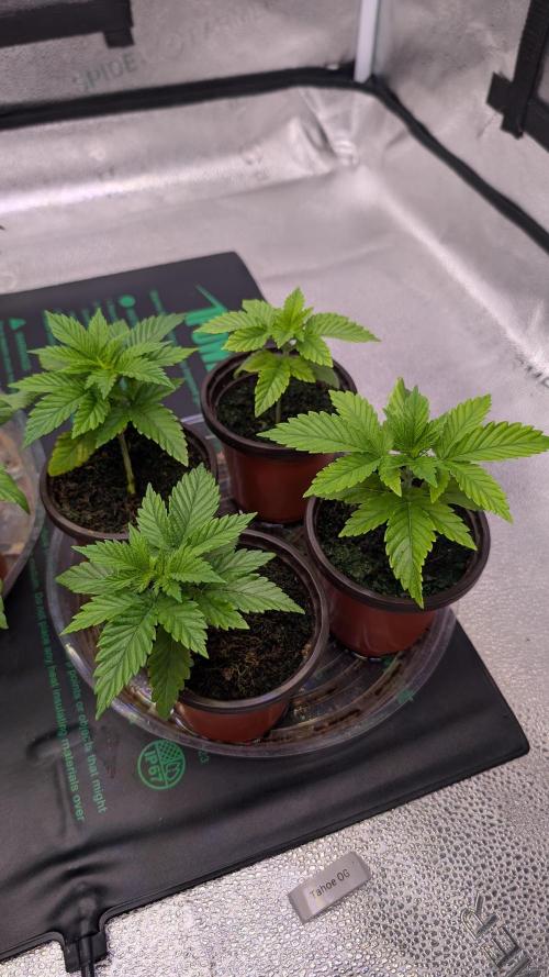 Tahoe OG Kush - 12/12 Reg Grow. Week 3